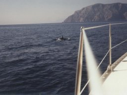Törn 1990